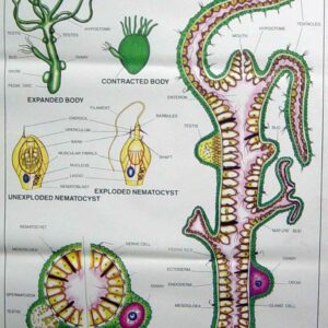 Porifera, Coelenterata, Platyhelminthes