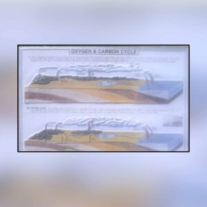 Oxygen and Carbon Cycle in Nature