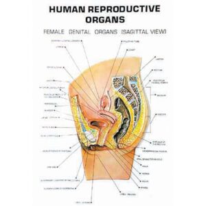 Human Reproductive Organs