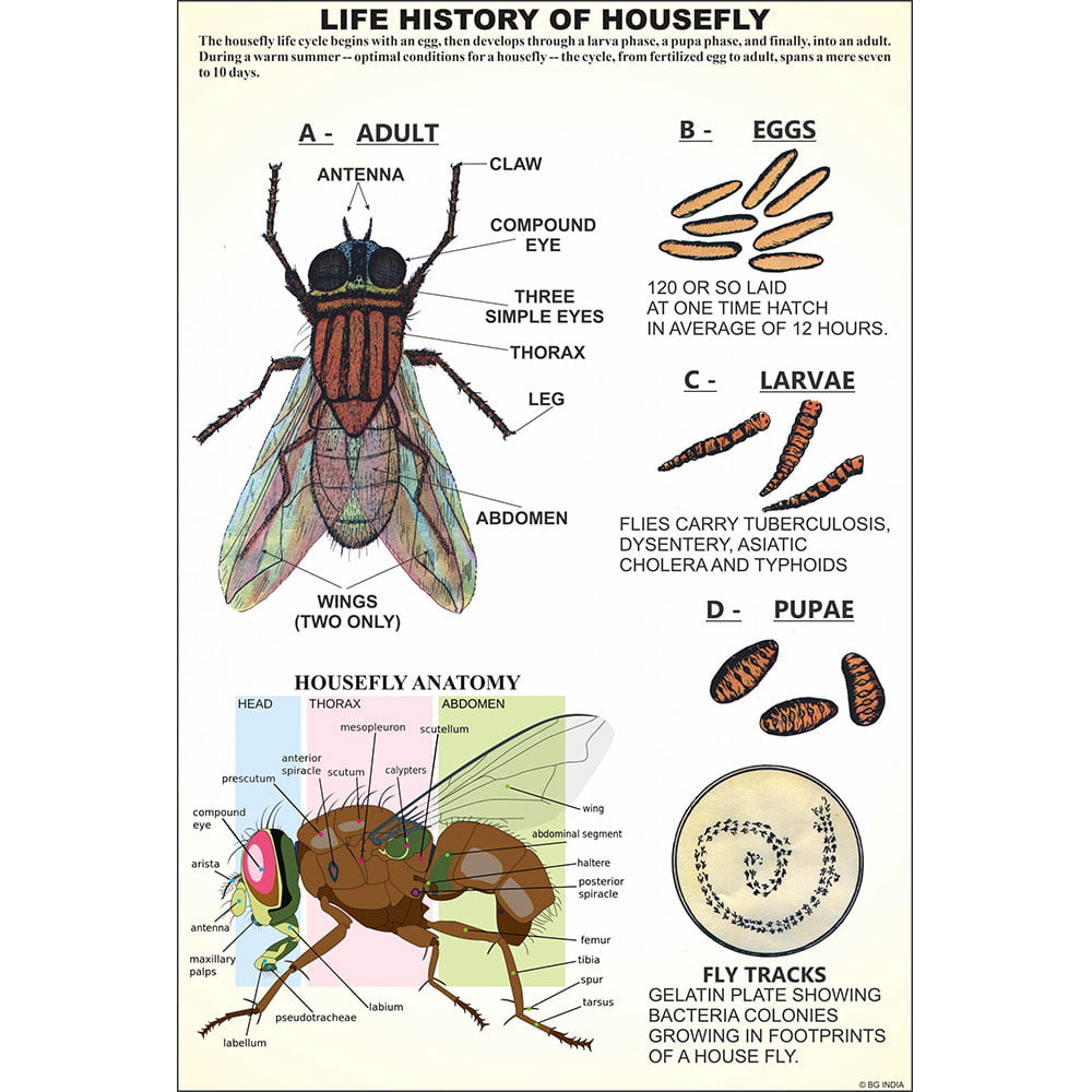 Arthropoda - Image 2