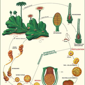 Bryophyta, Pteridophyta