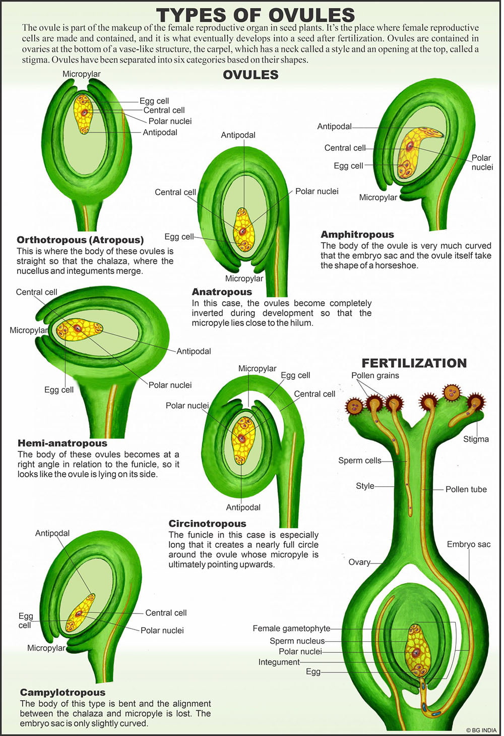 Flower & Embryology - Image 3