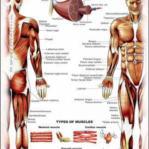 Human Anatomy Charts