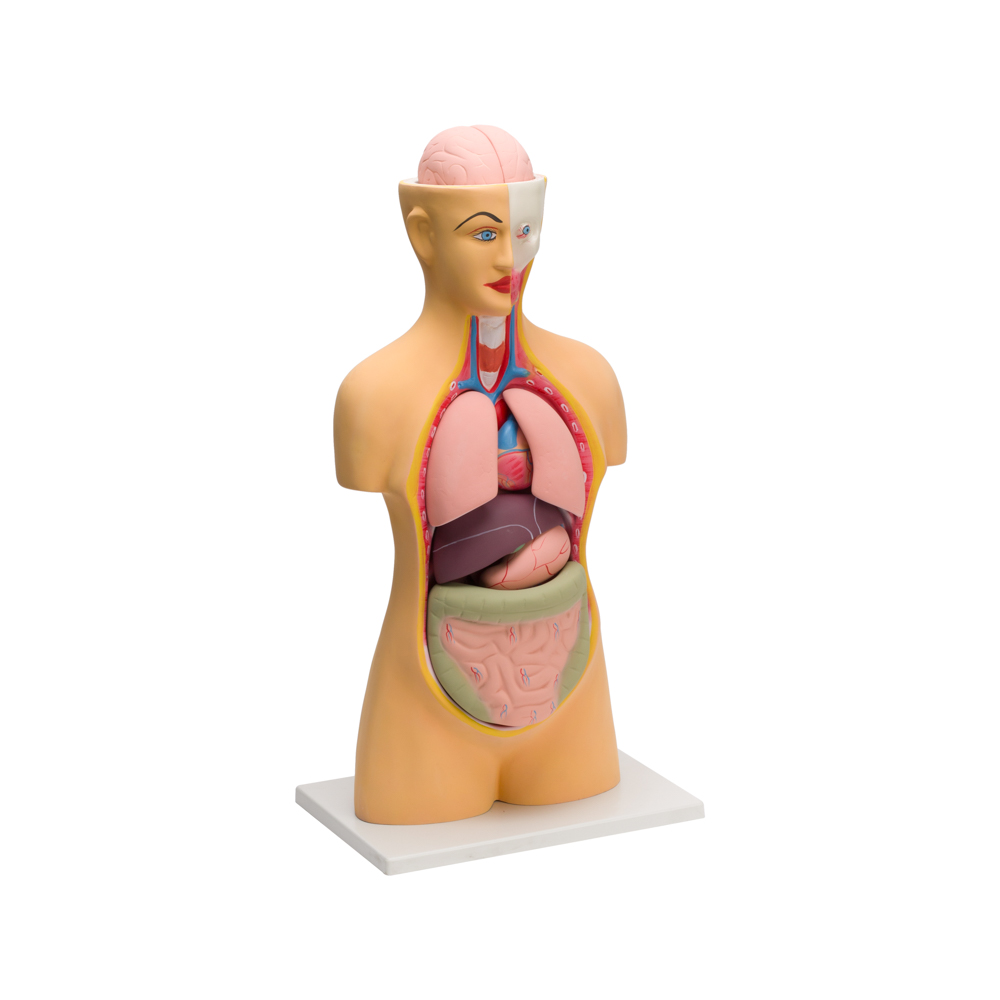 HUMAN TORSO BIG (10 PARTS) - Image 2