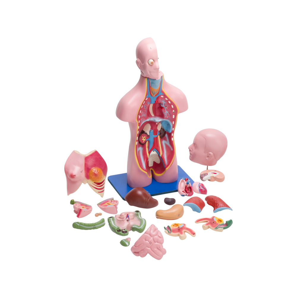 TORSO MODEL MALE/FEMALE SMALL (23 PARTS) - Image 3