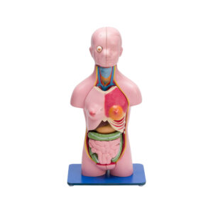 TORSO MODEL FEMALE SMALL (21 PARTS)