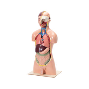 HUMAN TORSO WITH INTERCHANGEABLE ORGANS