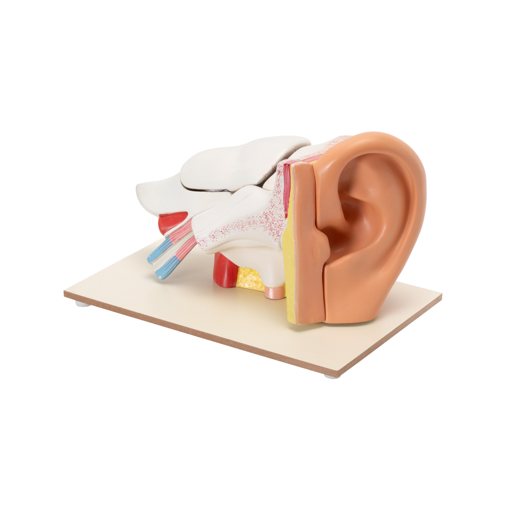 HUMAN EAR MODEL (6 TIMES ENLARGED) - Image 2