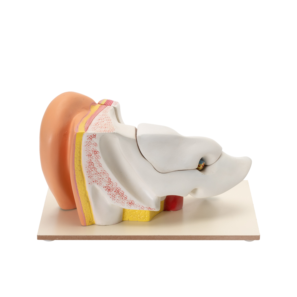 HUMAN EAR MODEL (6 TIMES ENLARGED) - Image 3