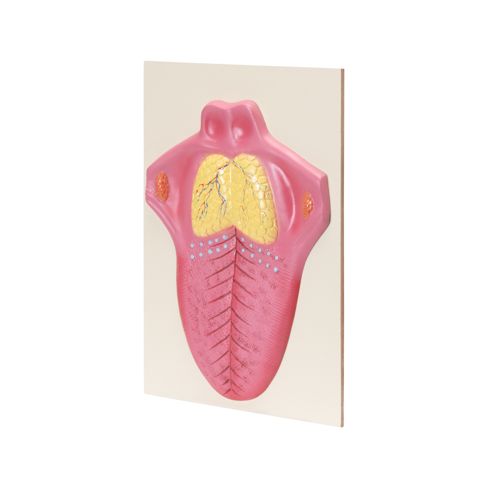 HUMAN TONGUE MODEL - Image 2