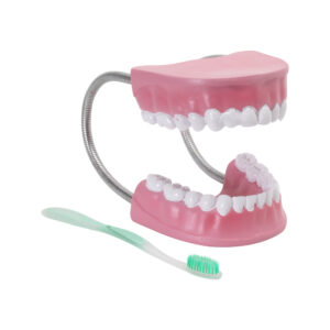 DENTAL CARE MODEL