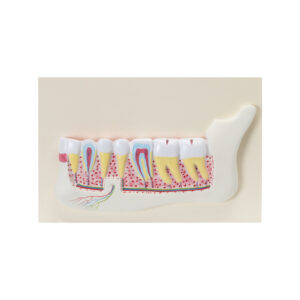 HUMAN TEETH MODEL