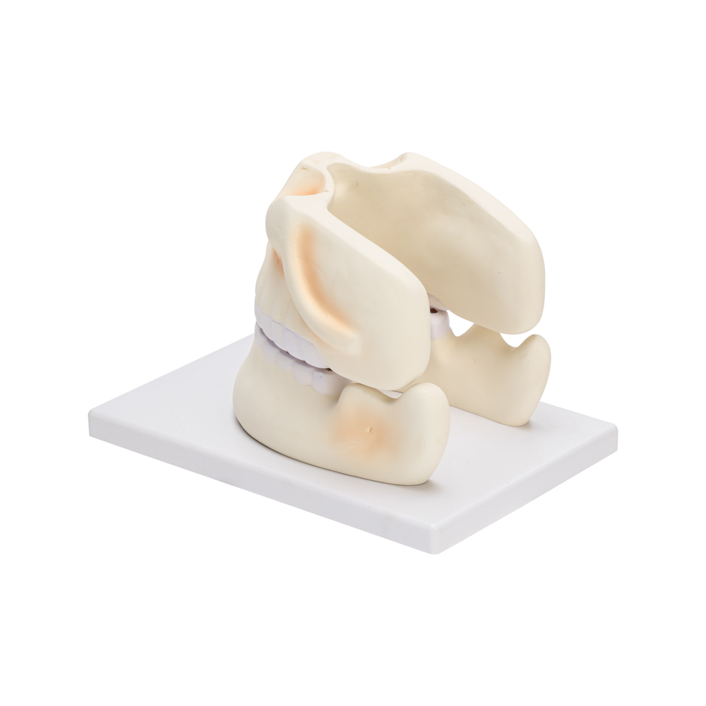 HUMAN UPPER & LOWER JAW - Image 3