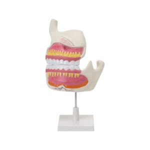 HUMAN UPPER & LOWER JAW