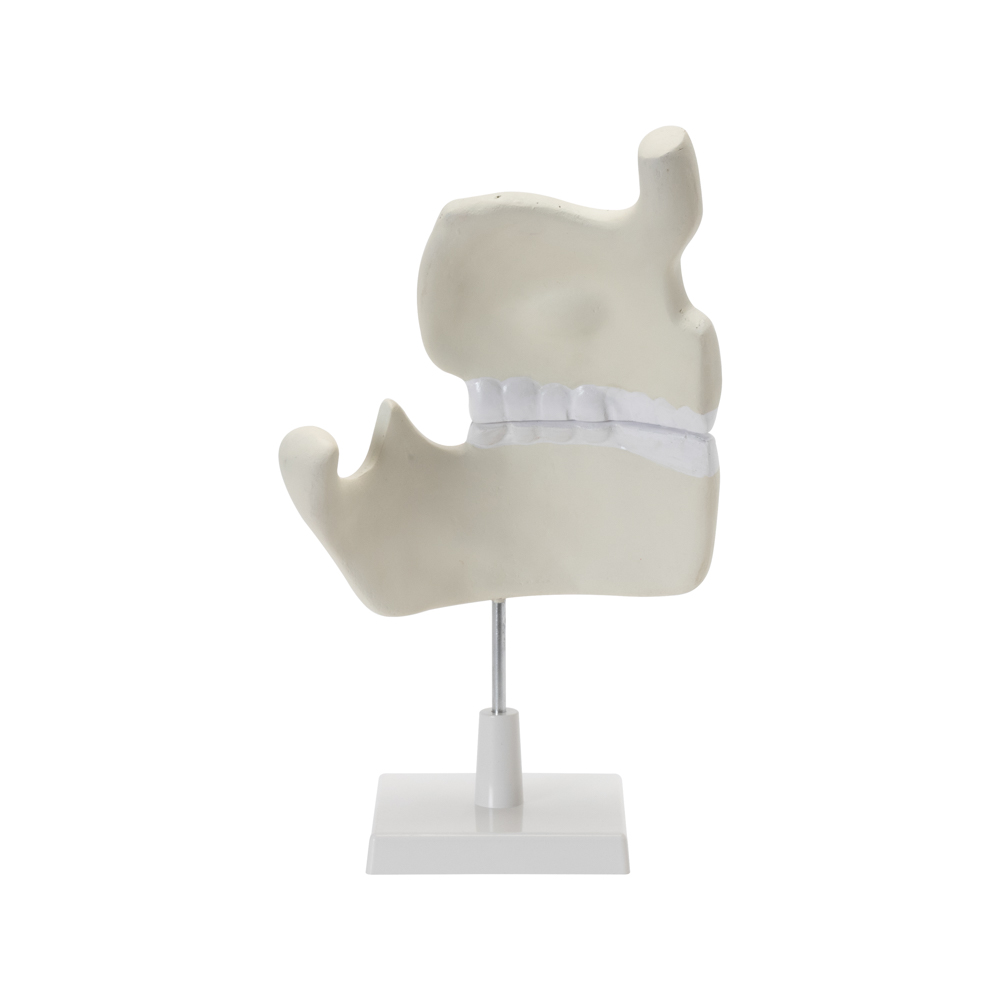 HUMAN UPPER & LOWER JAW - Image 3