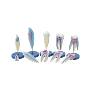 HUMAN TEETH SET