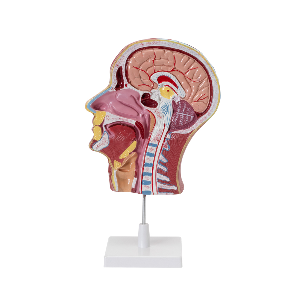 HEAD & NECK MODEL ON STAND - Image 2
