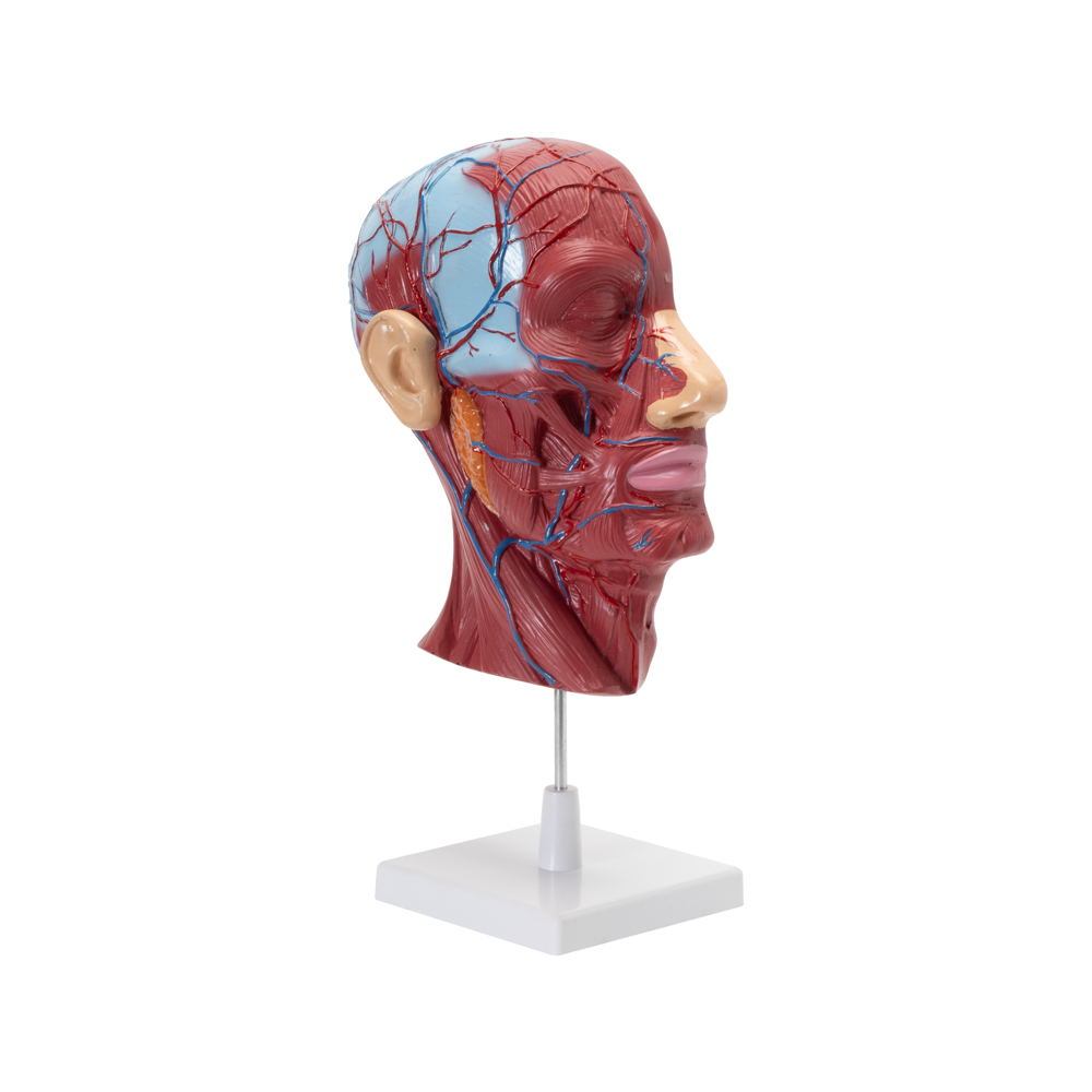 HEAD & NECK MODEL ON STAND - Image 3