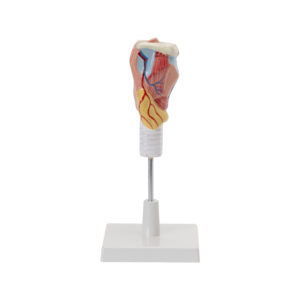 HUMAN LARYNX MODEL