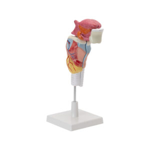 HUMAN LARYNX MODEL WITH TONGUE AND TEETH (5 PARTS, LIFE SIZE)
