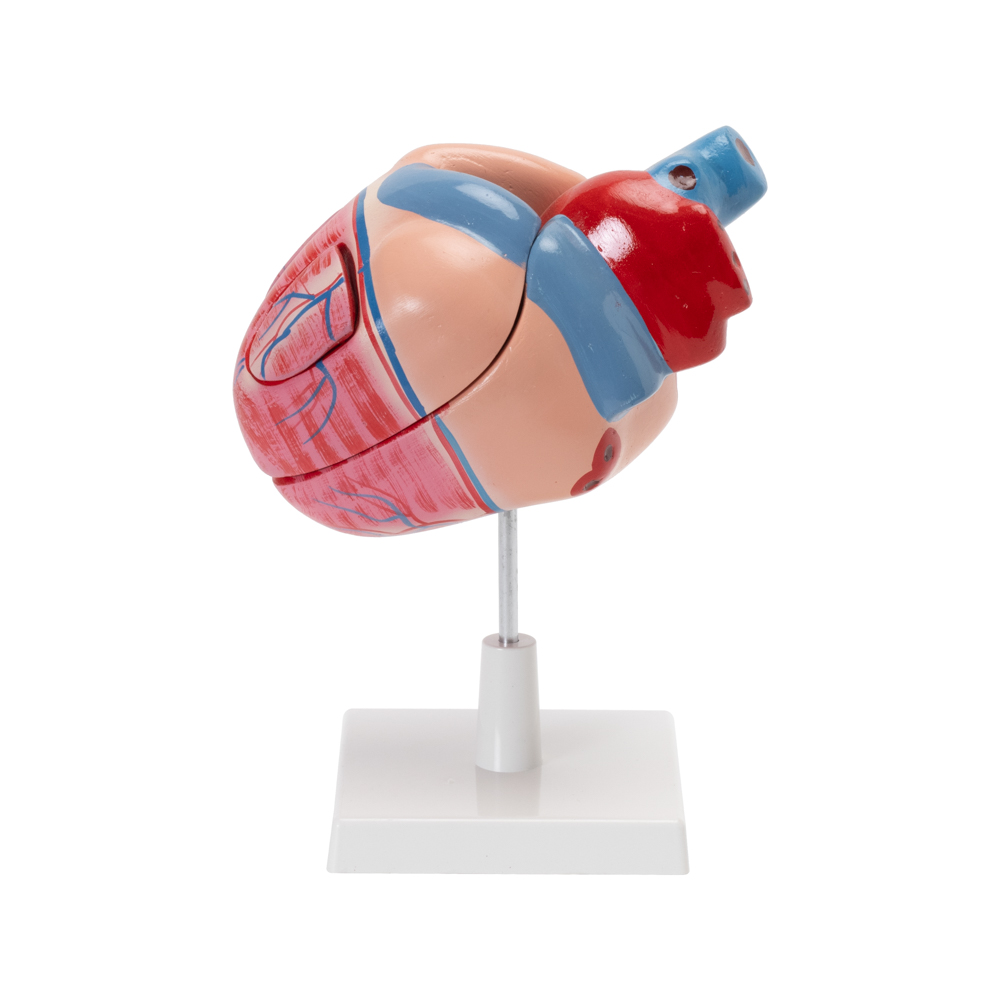 HUMAN HEART MODEL - Image 2