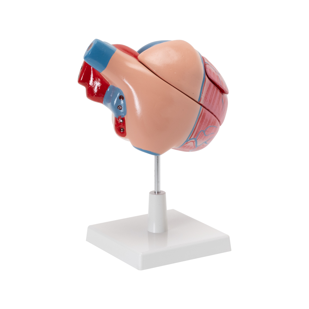 HUMAN HEART MODEL - Image 3