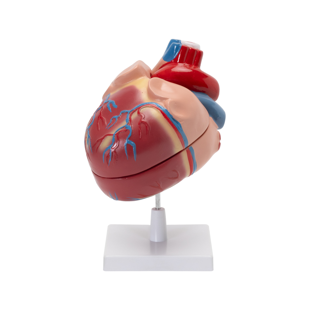 HUMAN HEART MODEL - Image 2
