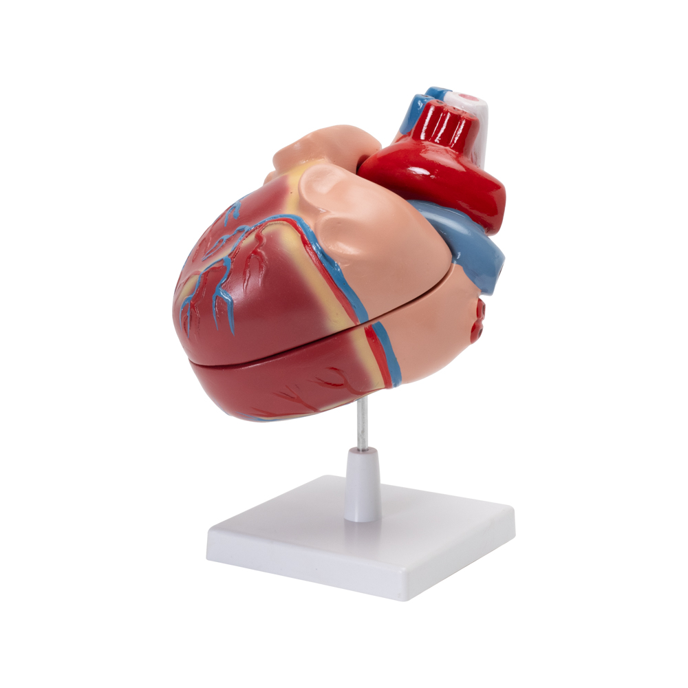 HUMAN HEART MODEL - Image 3