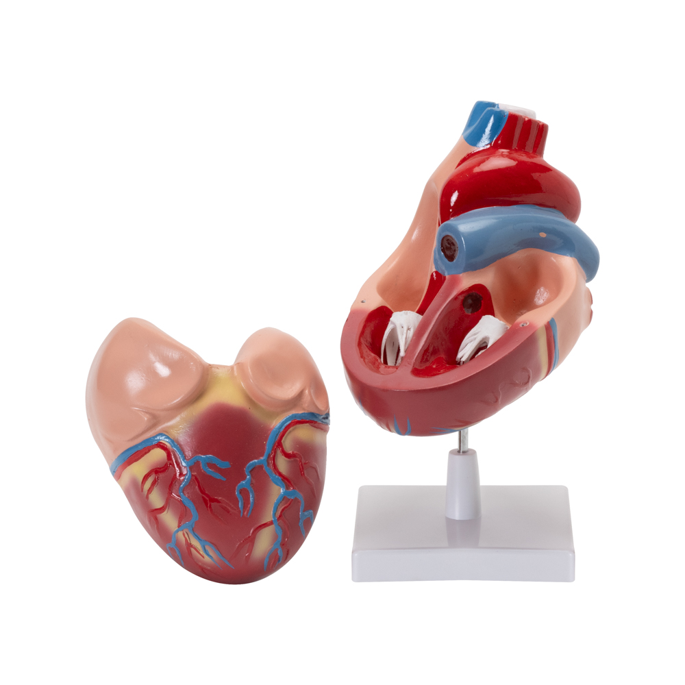 HUMAN HEART MODEL