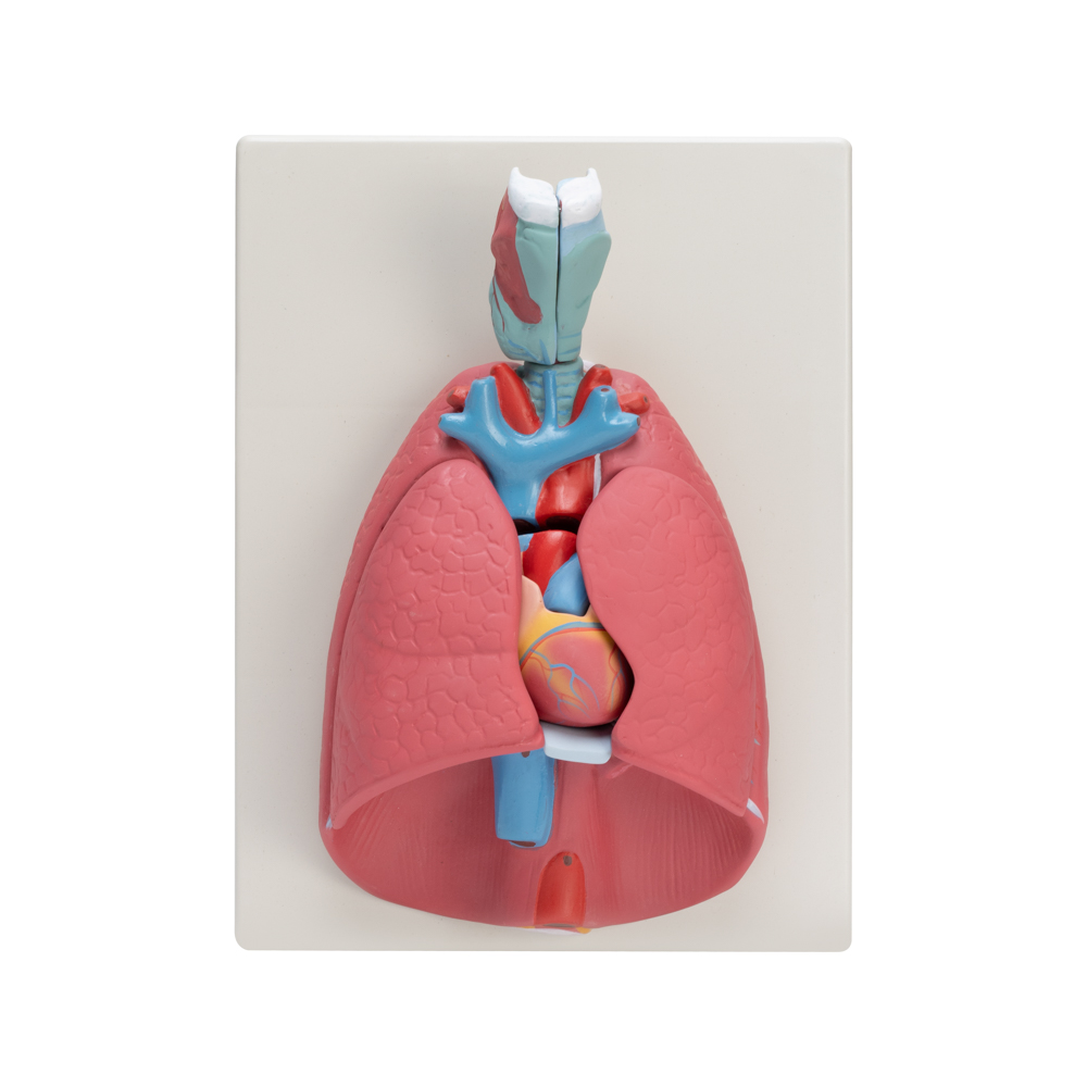 HUMAN HEART LUNGS & LARYNX (7 PARTS)
