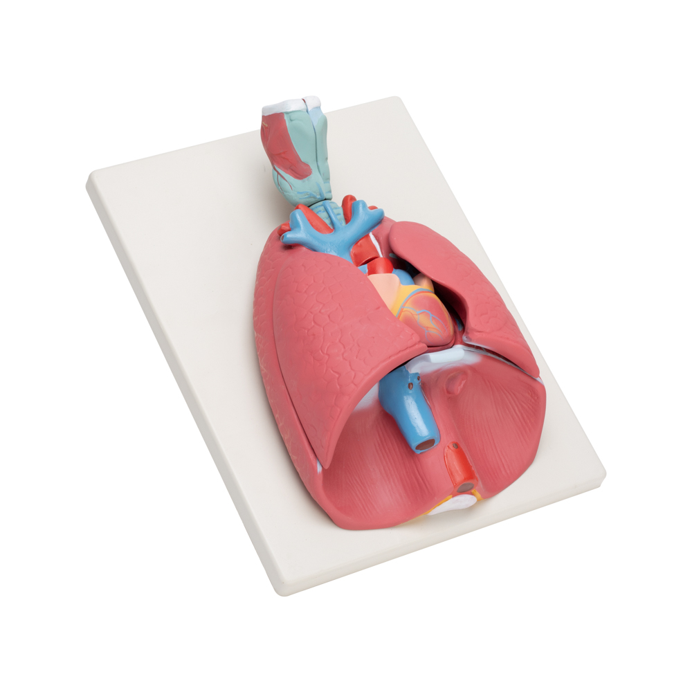 HUMAN HEART LUNGS & LARYNX (7 PARTS) - Image 3