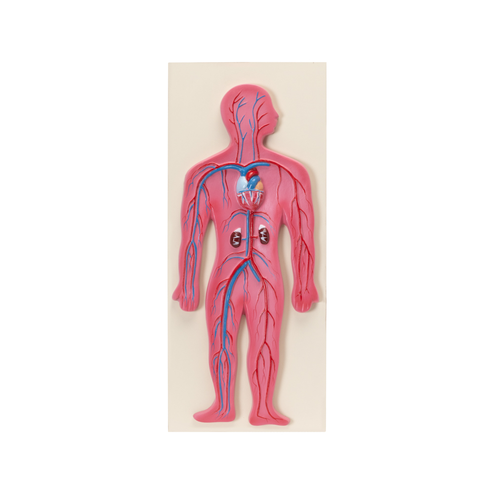 HUMAN CIRCULATORY SYSTEM MODEL
