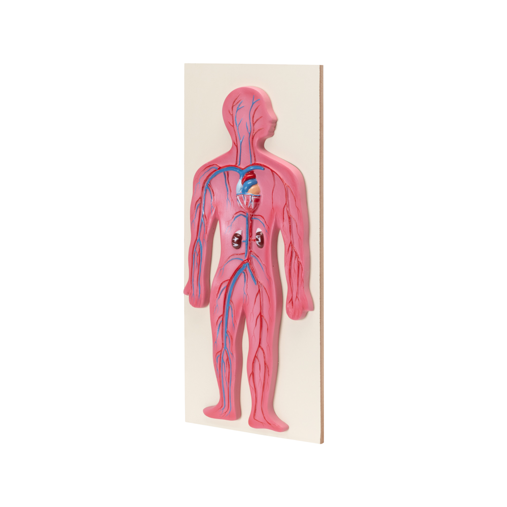 HUMAN CIRCULATORY SYSTEM MODEL - Image 2