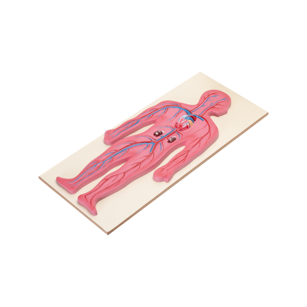 HUMAN CIRCULATORY SYSTEM MODEL - Image 3
