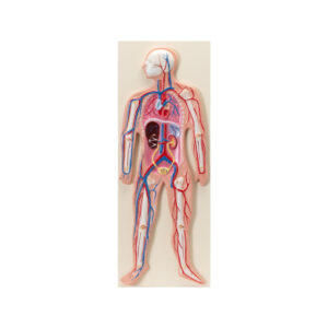 HUMAN CIRCULATORY SYSTEM MODEL