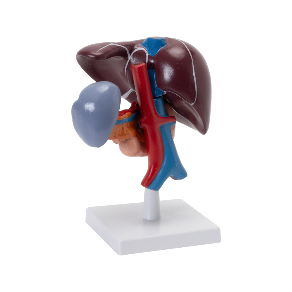 LIVER, PANCREAS & DUODENUM MODEL - Image 2