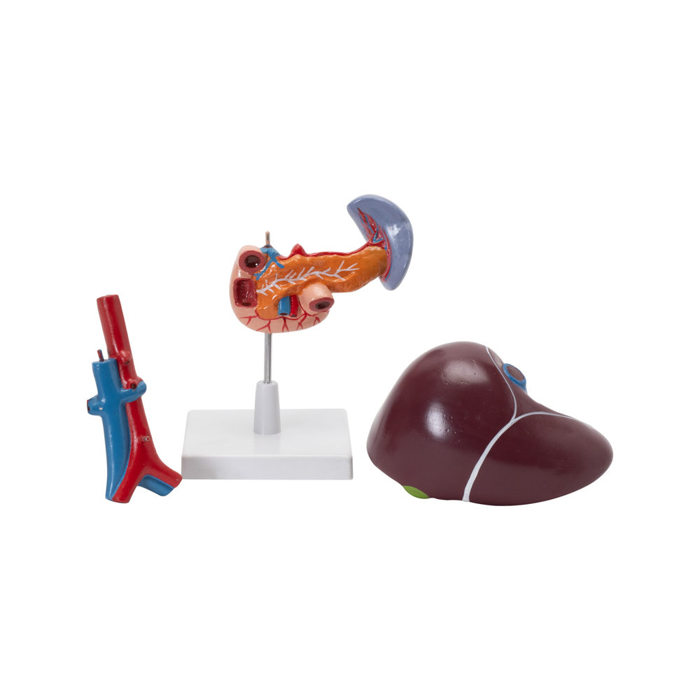LIVER, PANCREAS & DUODENUM MODEL - Image 3