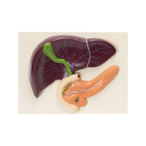 HUMAN LIVER WITH PANCREAS MODEL