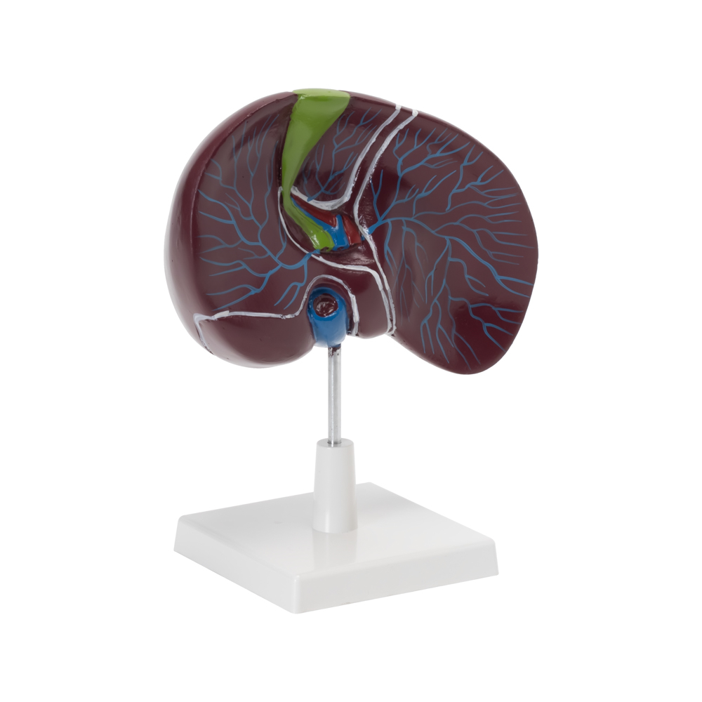 Human Liver with Gallbladder Model - Image 3