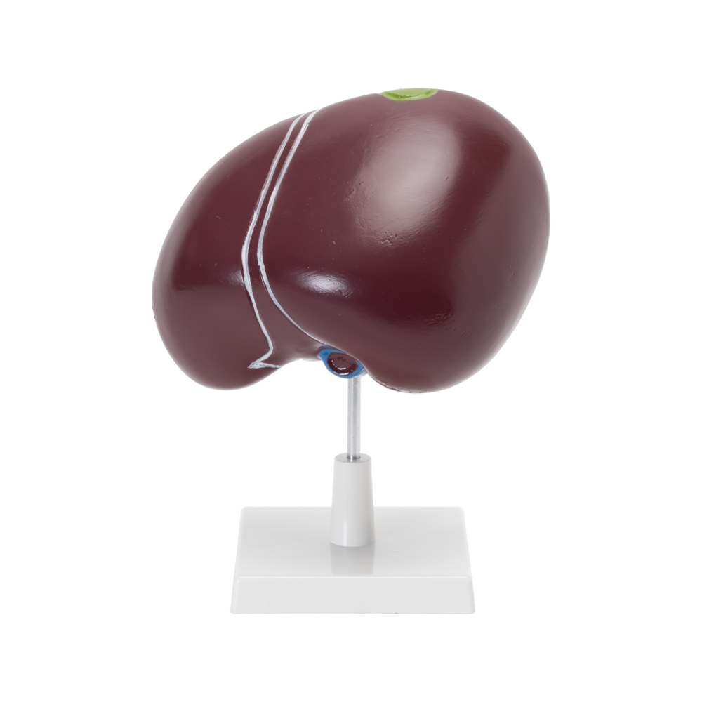 Human Liver with Gallbladder Model