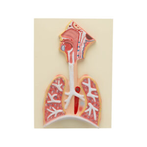 HUMAN RESPIRATORY SYSTEM MODEL