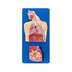 HUMAN RESPIRATORY SYSTEM MODEL - COMPACT SIZE