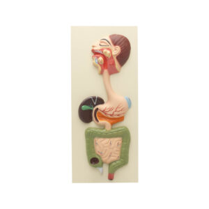 HUMAN DIGESTIVE SYSTEM MODEL