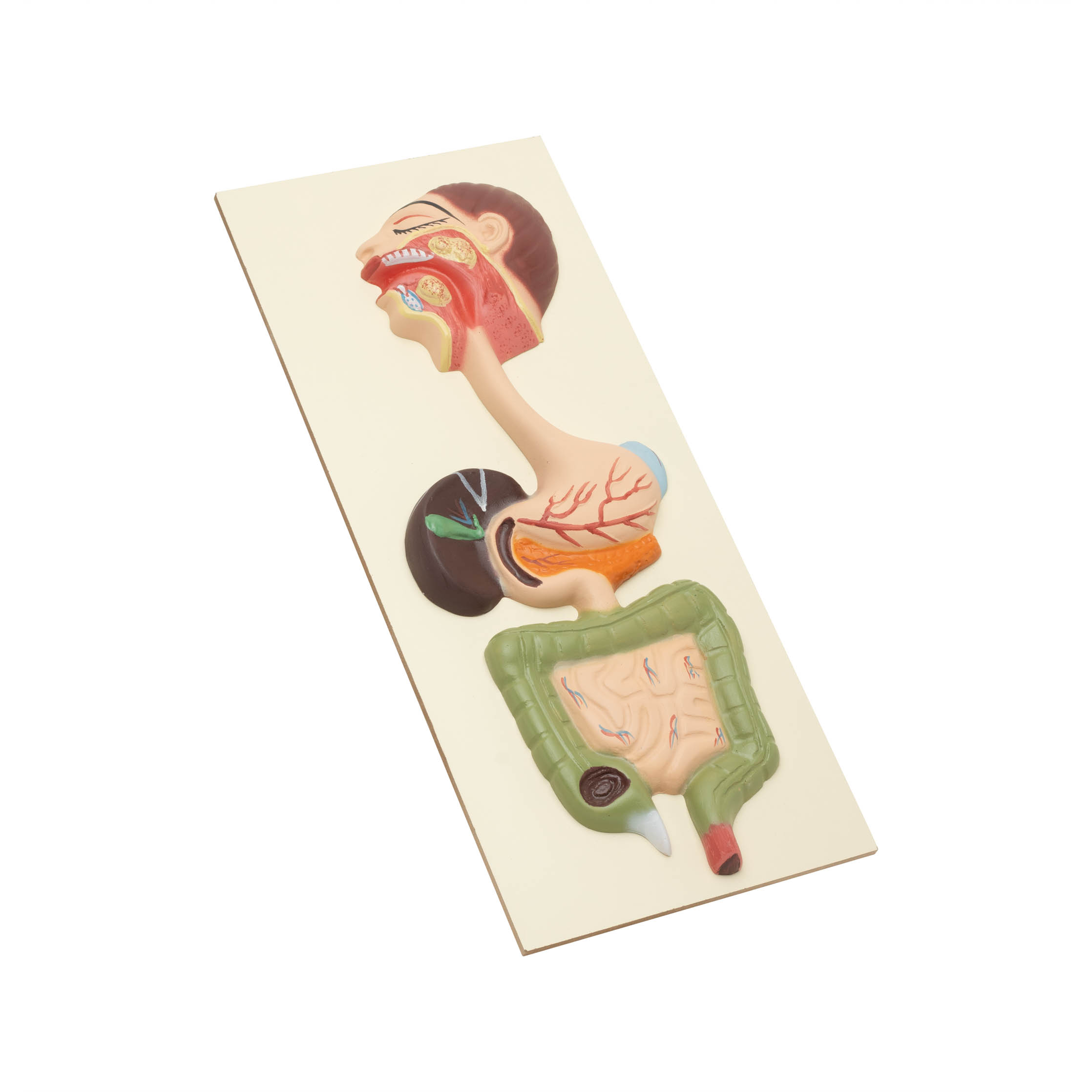 HUMAN DIGESTIVE SYSTEM MODEL - Image 2