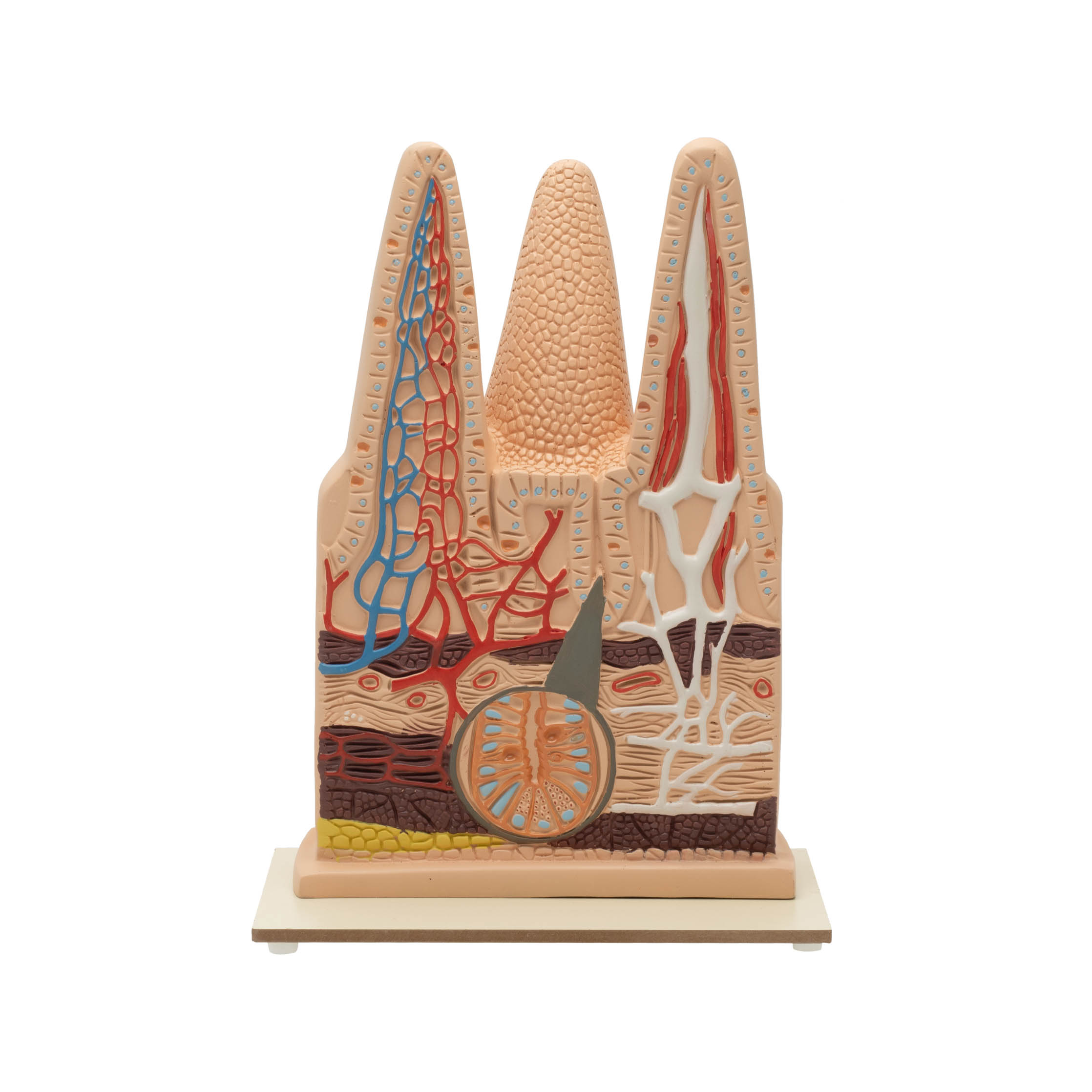 INTESTINAL VILLI MODEL-100 TIMES ENLARGED