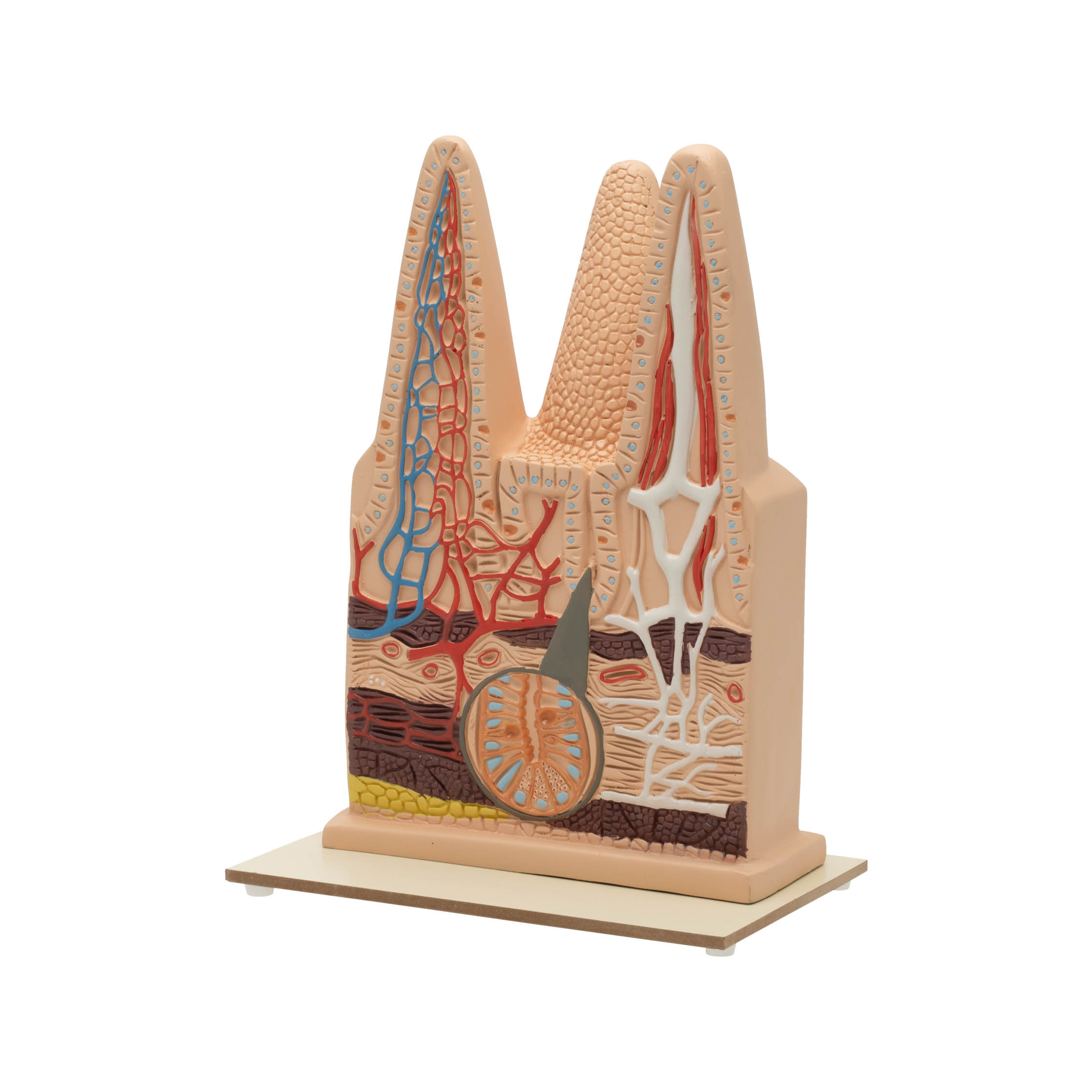 INTESTINAL VILLI MODEL-100 TIMES ENLARGED - Image 2