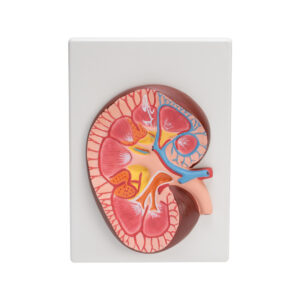 HUMAN KIDNEY
