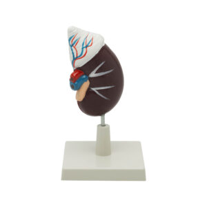 HUMAN KIDNEY WITH ADRENAL GLAND MODEL