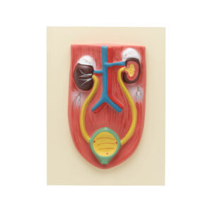 KIDNEY WITH BLADDER MODEL