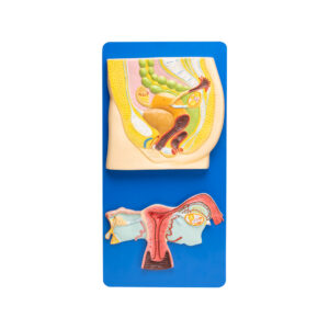 HUMAN REPRODUCTIVE SYSTEM FEMALE